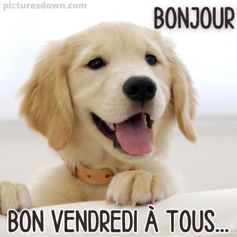 Bonjour vendredi image Labrador gratuite