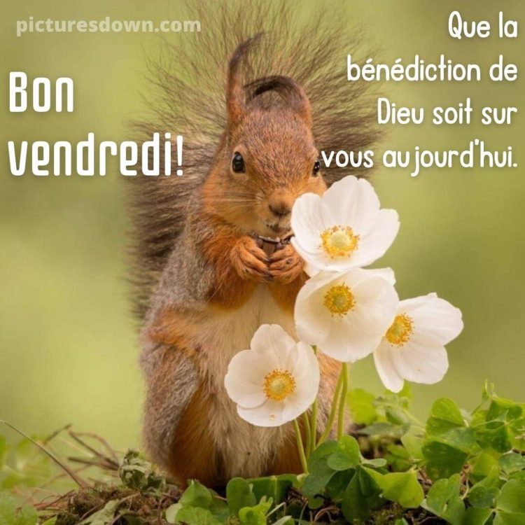 Bonjour vendredi image écureuil et fleur gratuite