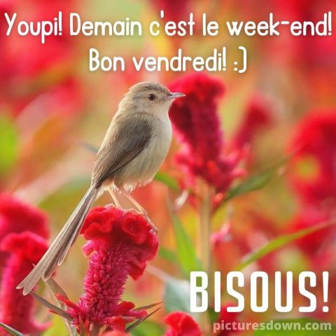 Bonjour vendredi image oiseau sur une branche gratuite