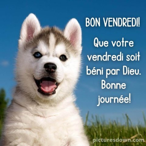 Bonjour vendredi image chien très mignon gratuite