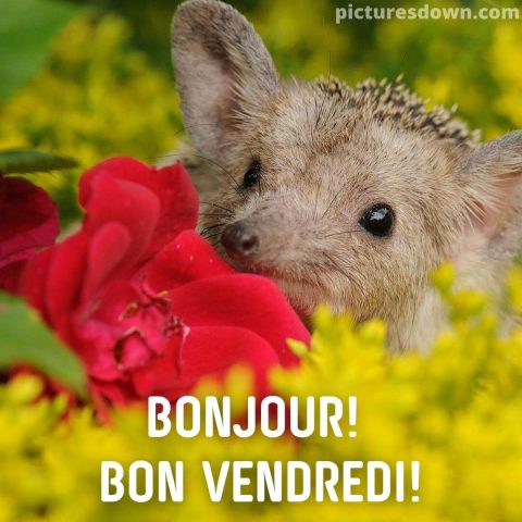 Bon vendredi image hérisson gratuite