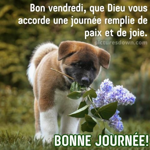 Bon vendredi image chienchien gratuite