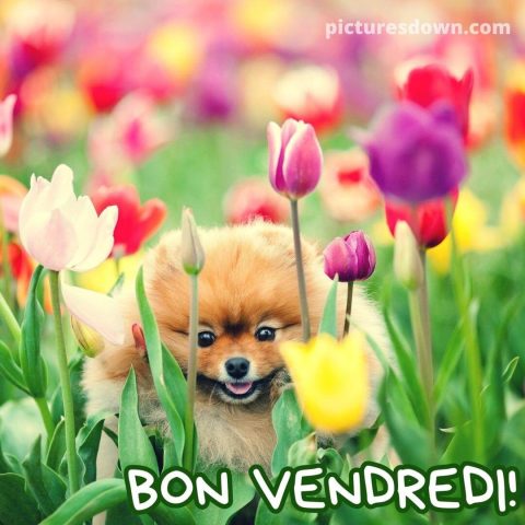 Belle image bon vendredi tulipes gratuite