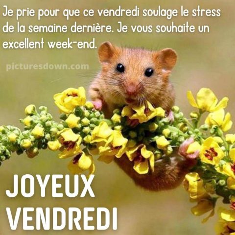 Bonjour vendredi image souris gratuite