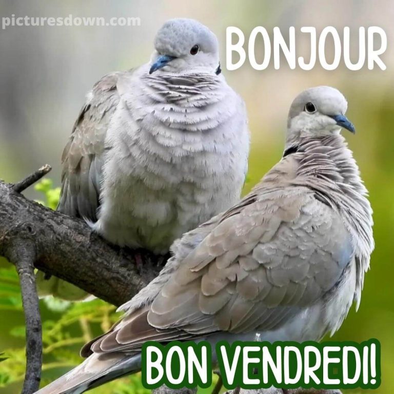 Bonjour vendredi photos et bon vendredi images gratuites