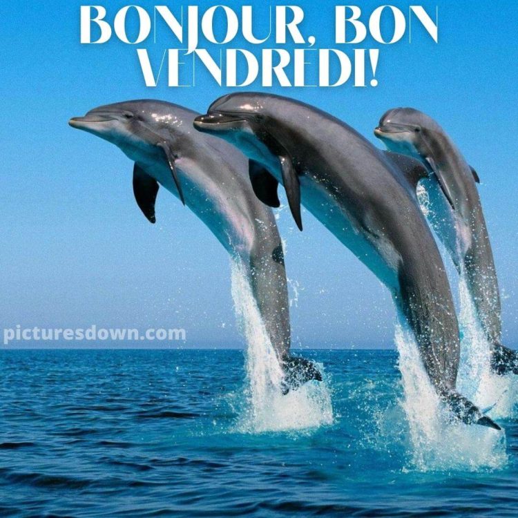 Bonjour vendredi image dauphins gratuite