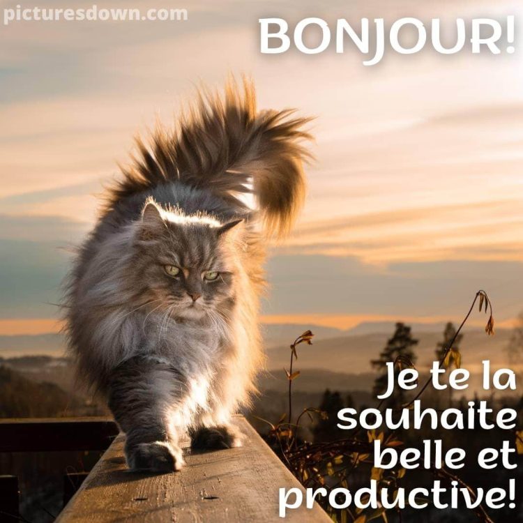 Image bonjour bon mercredi chat gratuite
