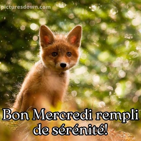 Image bonjour bon mercredi renard gratuite