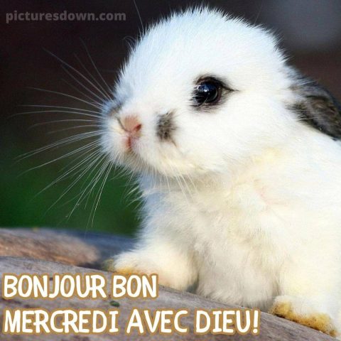 Belles image bon mercredi lapin gratuite
