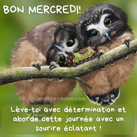 Photos de mercredi hibou gratuite