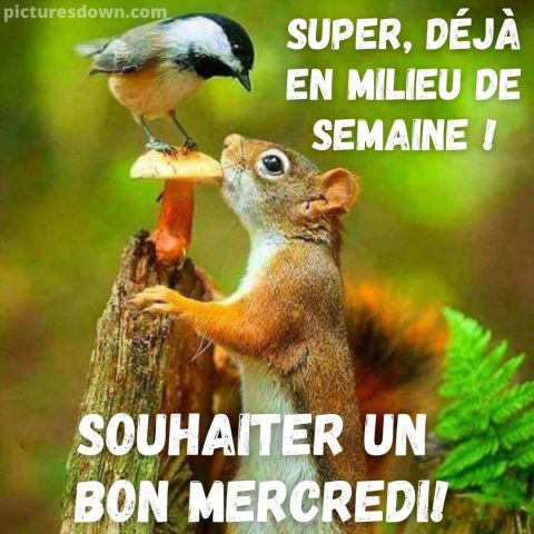 Photos de mercredi écureuil gratuite