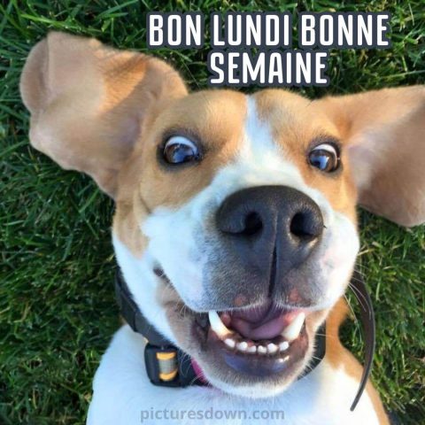 Bonne semaine image chien gratuite