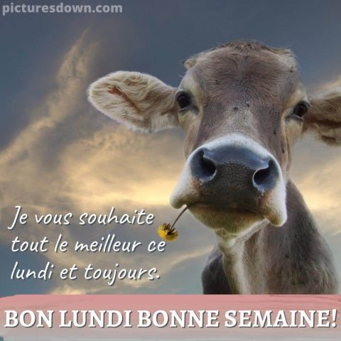 Bonne semaine image veau gratuite