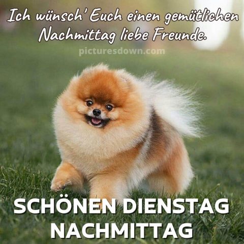 Schönen dienstag nachmittag bild lustiger Spitz kostenlos