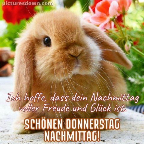 Donnerstag nachmittag bild Kaninchen kostenlos