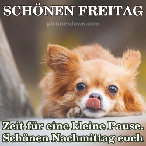 Schönen freitag nachmittag bild Hund kostenlos