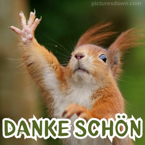 Danke bild süßes Eichhörnchen kostenlos