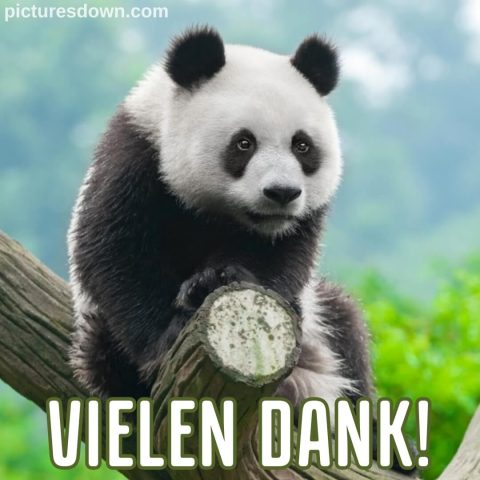 Danke bild Panda kostenlos