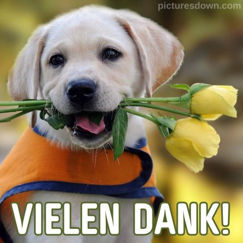 Danke schön bild Hund mit Blumen kostenlos