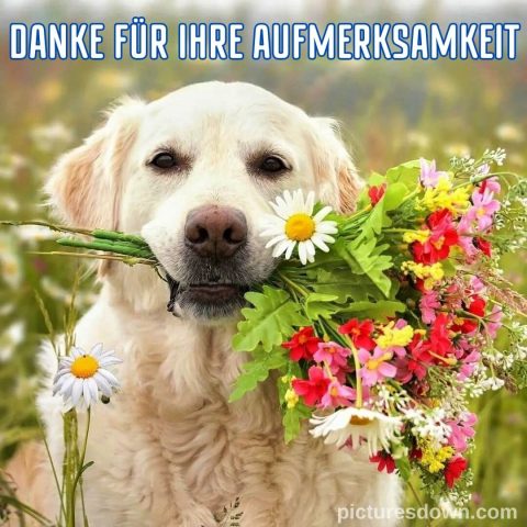 Danke für eure aufmerksamkeit bild Hund und Blumen kostenlos