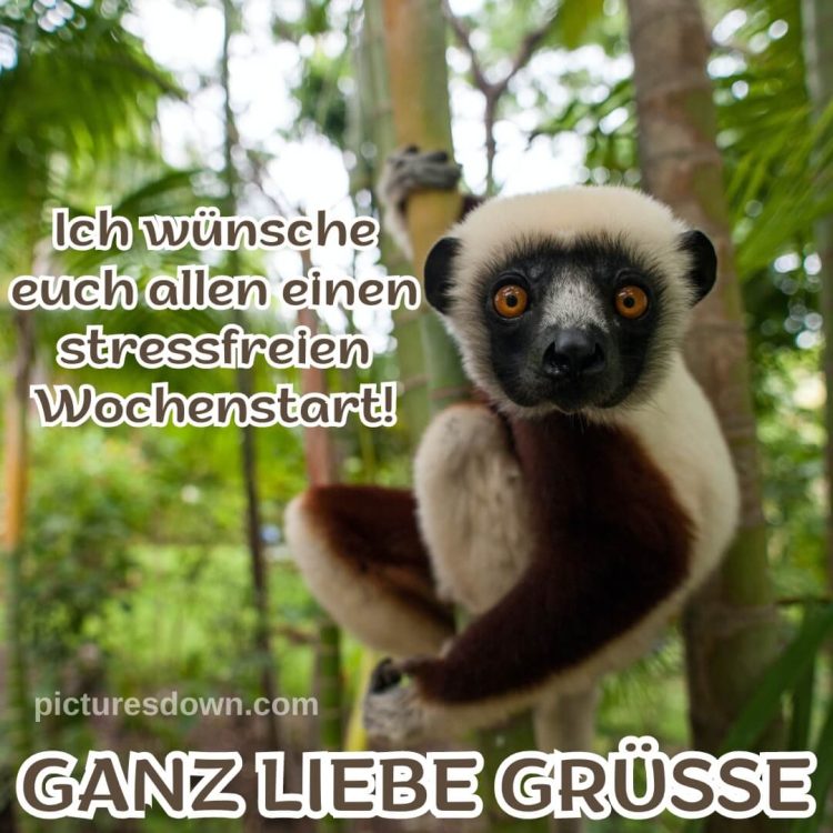 Liebe grüße zum montag bild Lemur kostenlos