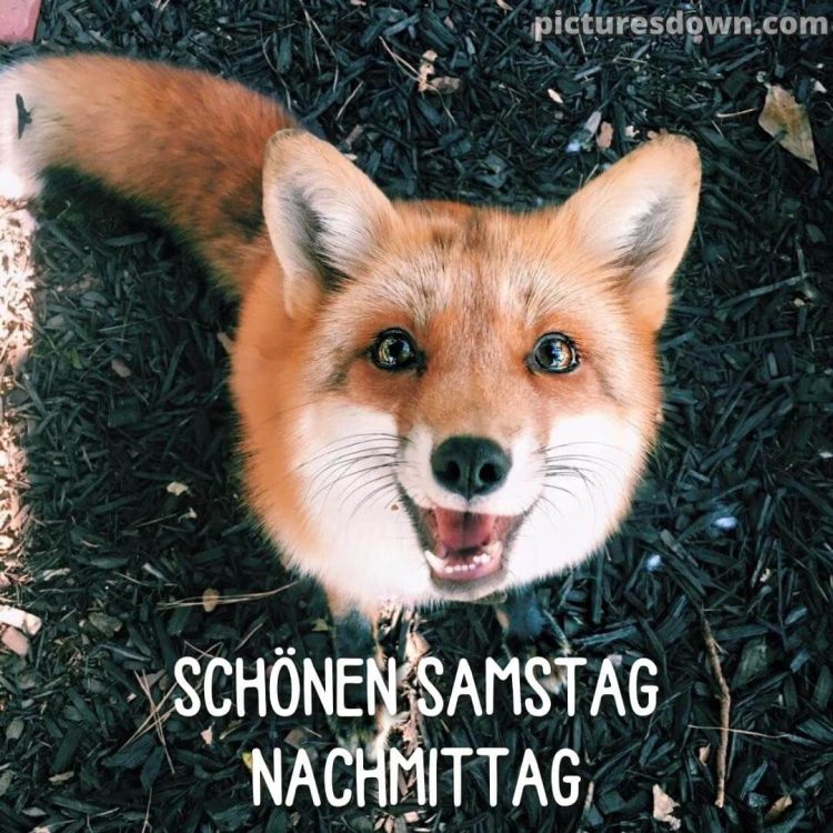 Schönen samstag nachmittag bild lustiger Fuchs kostenlos