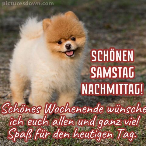 Schönen samstag nachmittag bild Spitz kostenlos