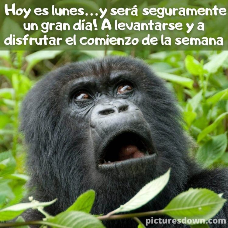 Buenos dias lunes gracioso imágen gran gorila descargar gratis