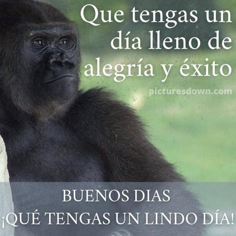 Buenos dias lunes gracioso imágen gorila descargar gratis