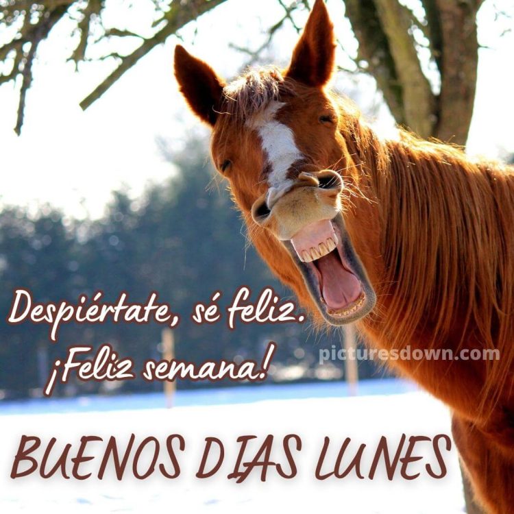 Buenos dias lunes gracioso imágen caballo descargar gratis