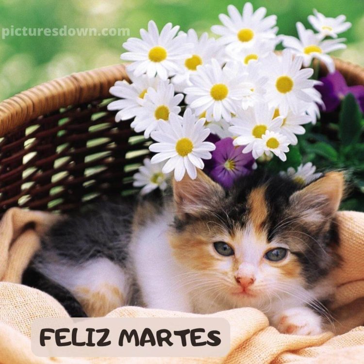 Buenos dias martes con alegria imagen gato y flores descargar gratis