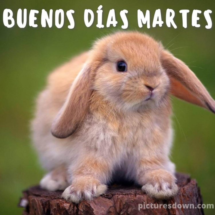 Buenos dias martes imagen bonitas conejo descargar gratis