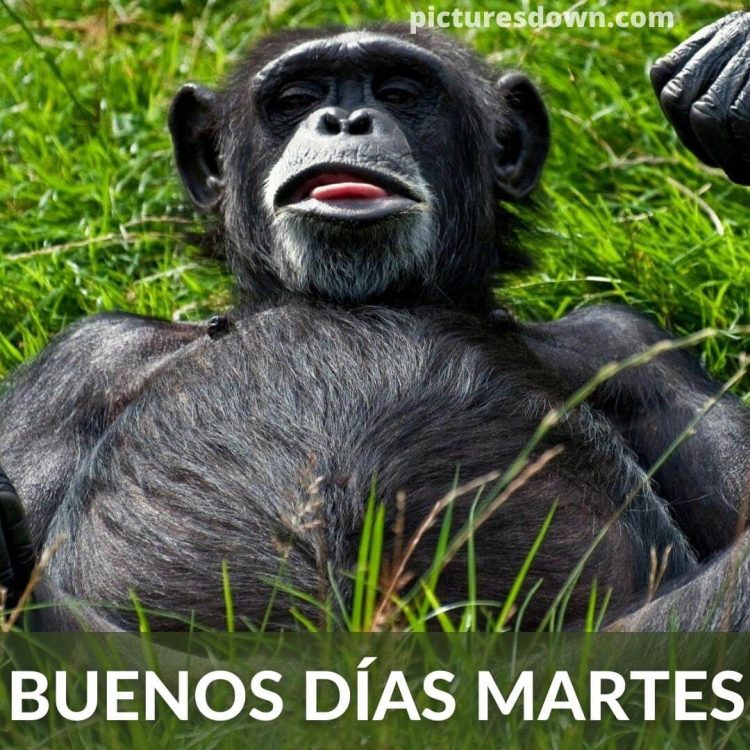 Buenos dias martes positivo imagen gorila descargar gratis