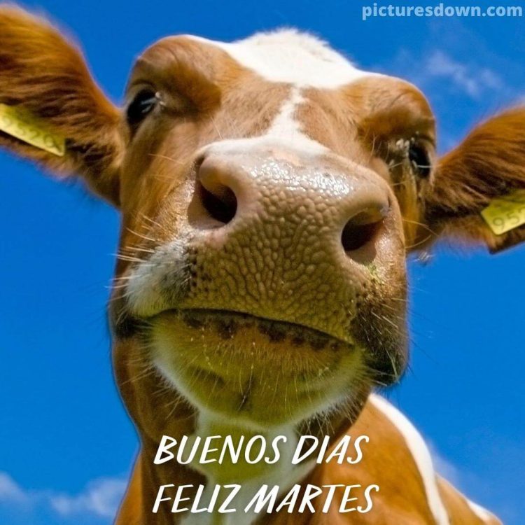 Imagen feliz martes divertido vaca descargar gratis