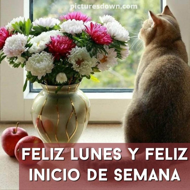 Feliz lunes imágen bonitas gato y flores descargar gratis