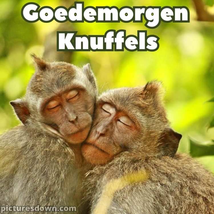 Goedemorgen knuffel afbeelding apen gratis