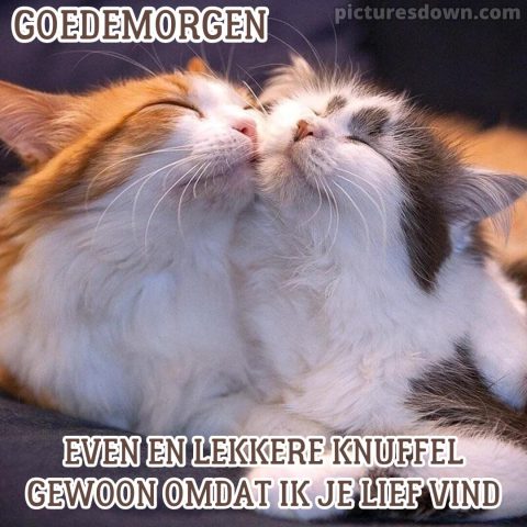 Goedemorgen knuffel afbeelding katten gratis