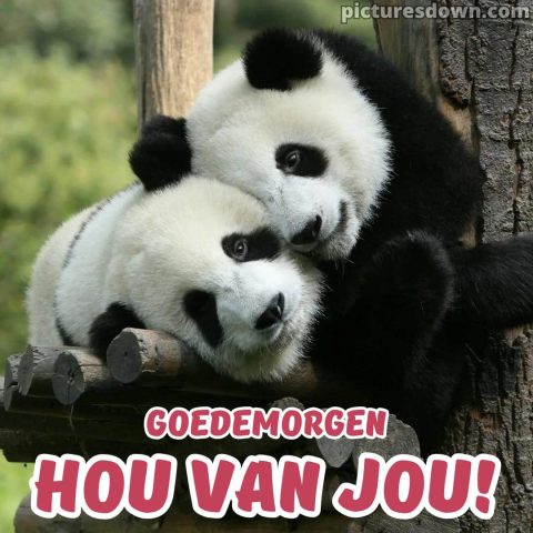 Goedemorgen knuffel afbeelding panda gratis