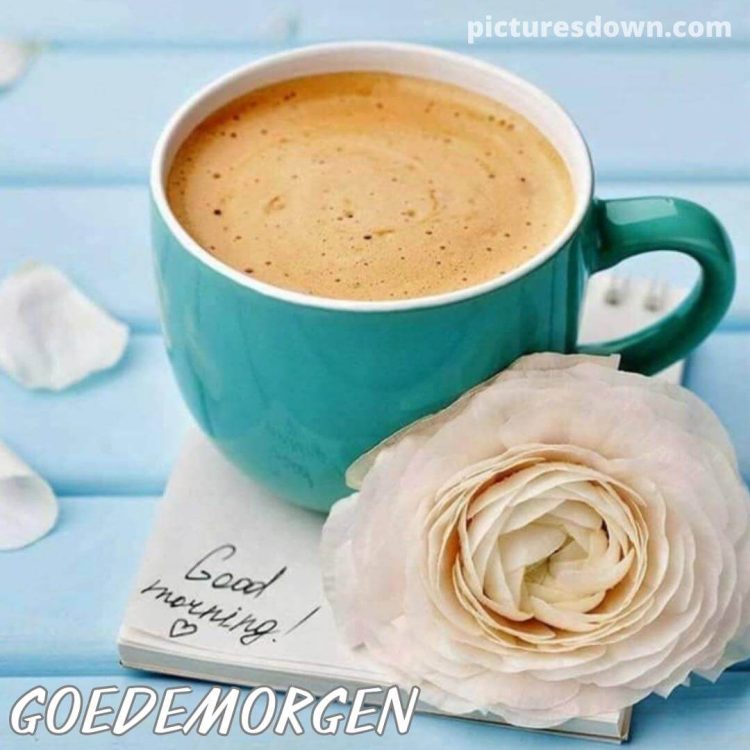 Koffie goedemorgen plaatje witte roos gratis