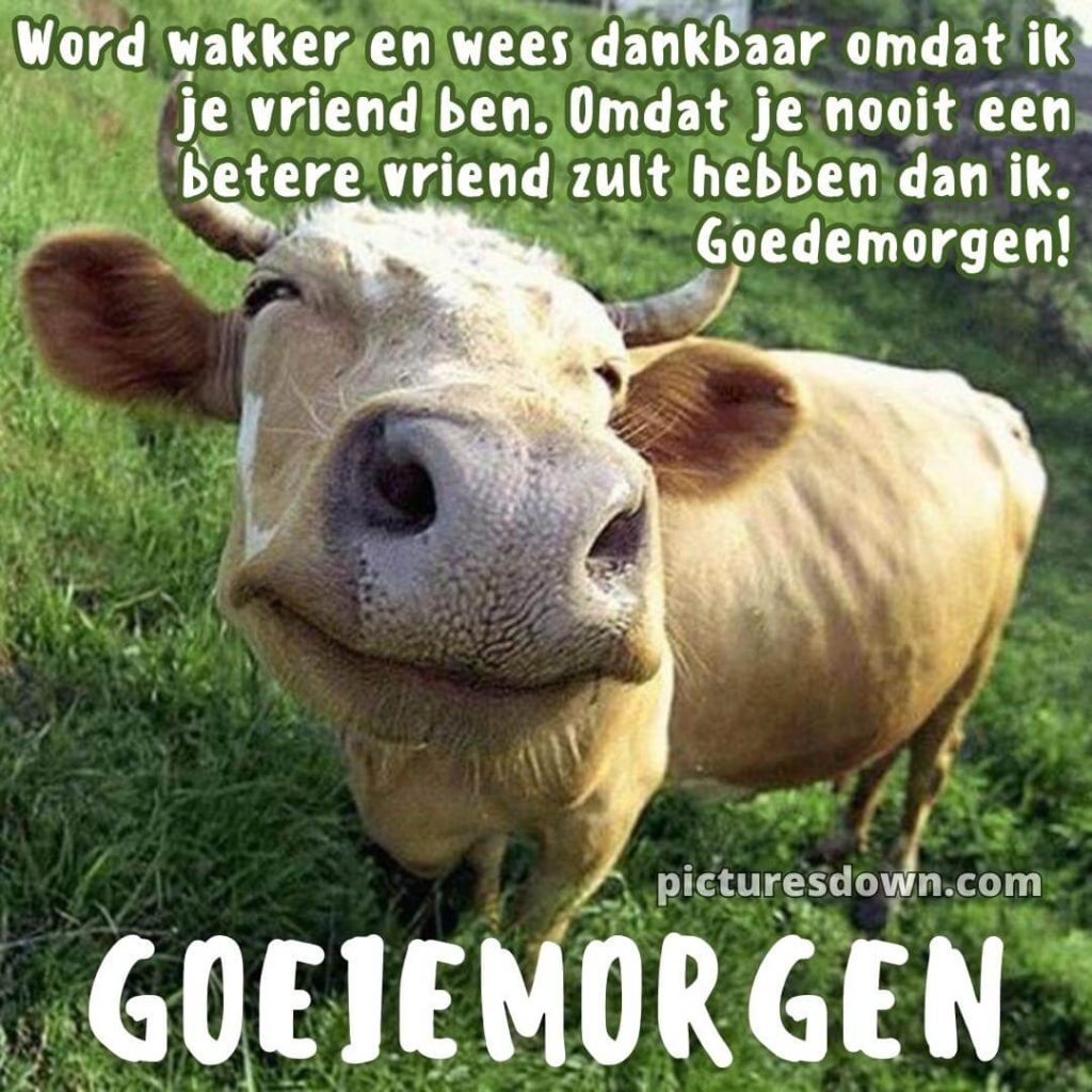 Grappige Goedemorgen Plaatje Koe