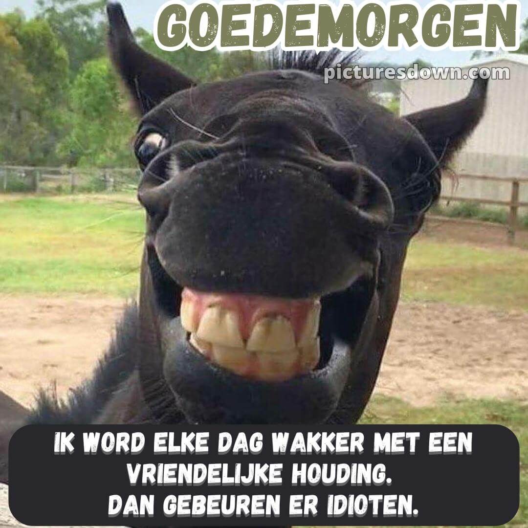 Grappige Goedemorgen Plaatje Paard Grappige Goedemorgen Plaatje Paard