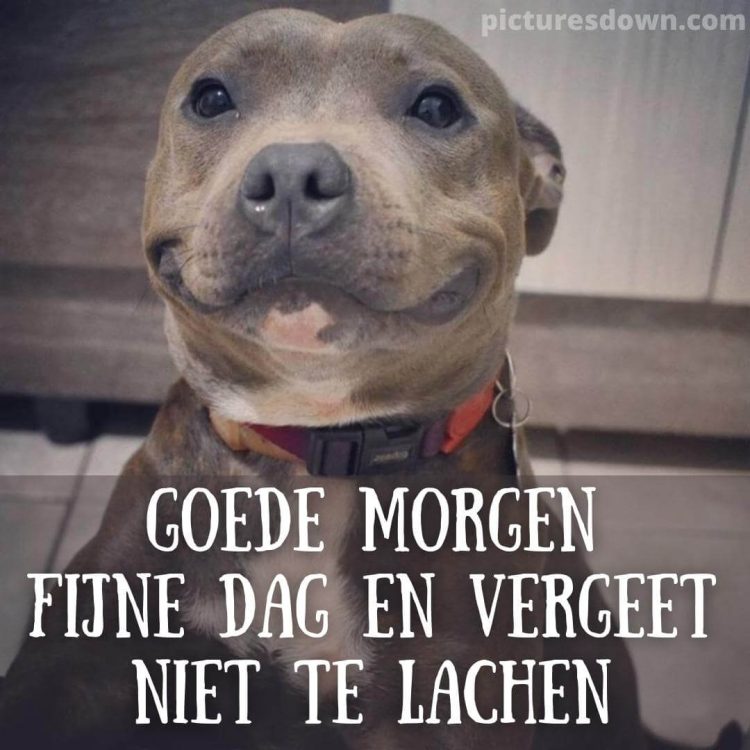 Goedemorgen humor afbeelding hond gratis