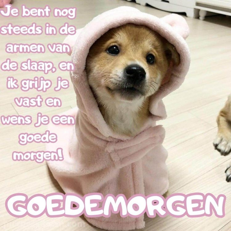 Goedemorgen humor afbeelding hond in een gewaad gratis