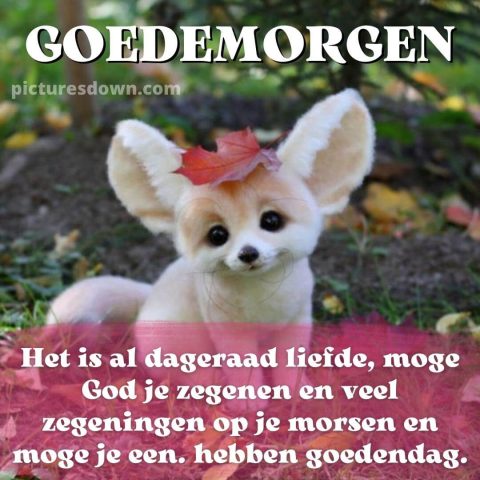 Afbeelding goedemorgen fennec gratis