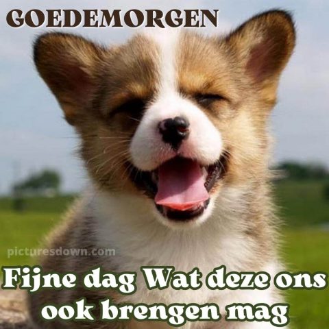 Afbeelding goedemorgen hond gratis