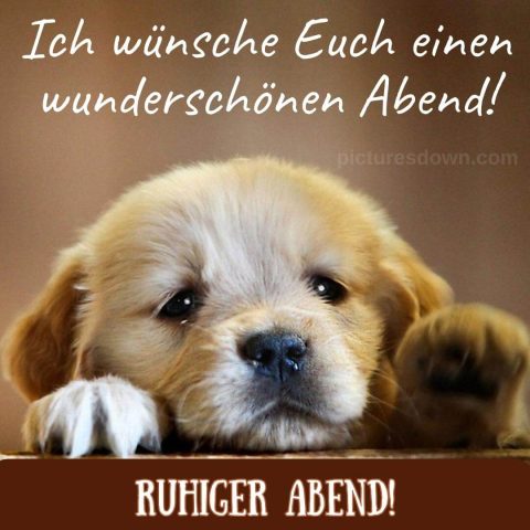 Guten abend bild Hund kostenlos