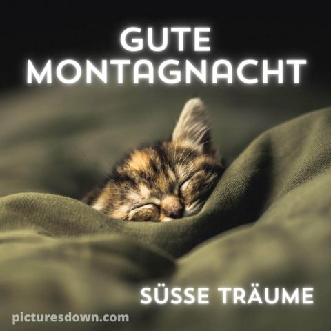 Gute nacht montag bild Katze kostenlos