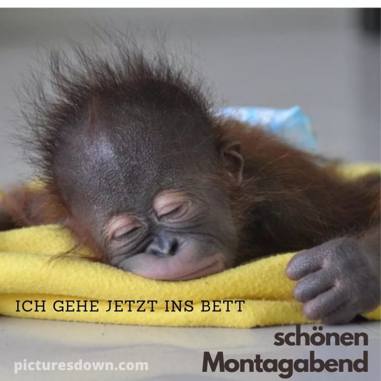 Gute nacht montag lustig bild Affen kostenlos