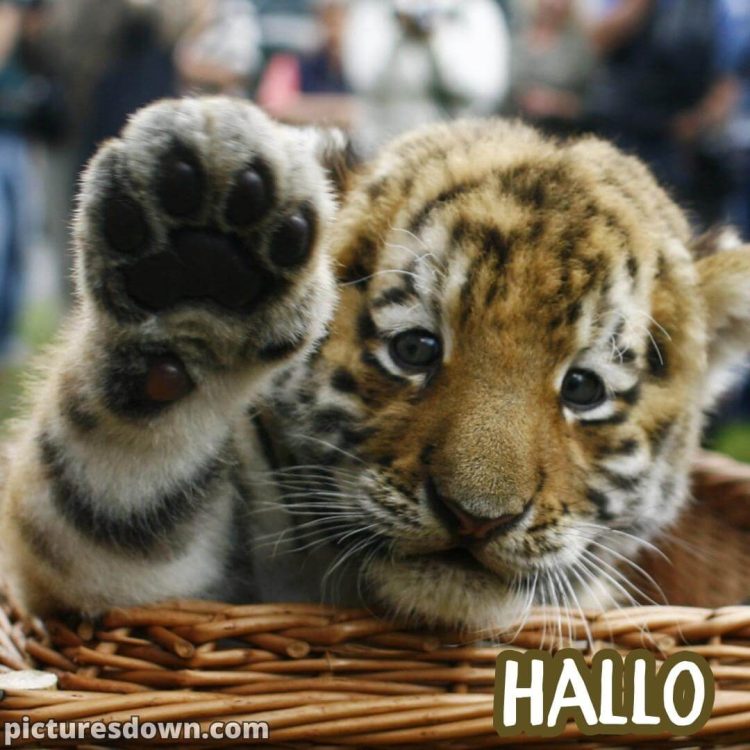 Hallo bild Tiger kostenlos