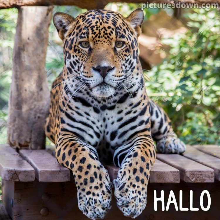 Hallo bild Leopard kostenlos